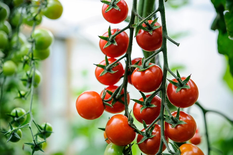 L'Égypte rivalise avec le Maroc sur le marché européen des tomates cerises