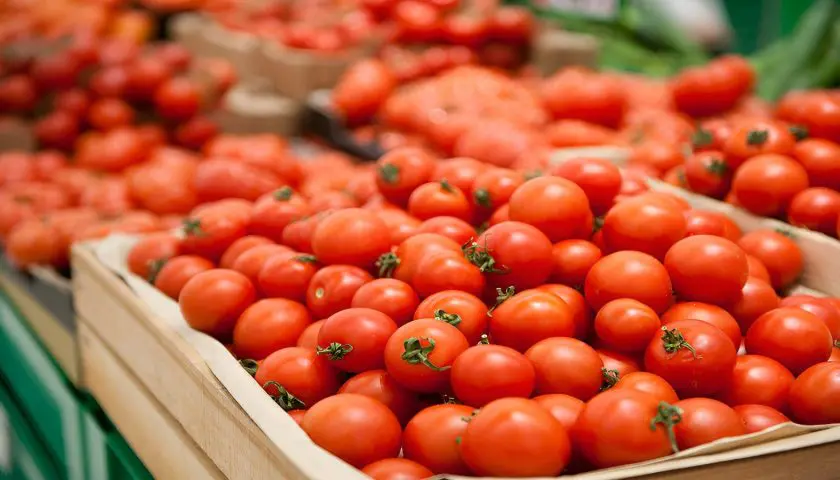 Drought and Labor Shift Challenge Morocco’s Tomato Industry