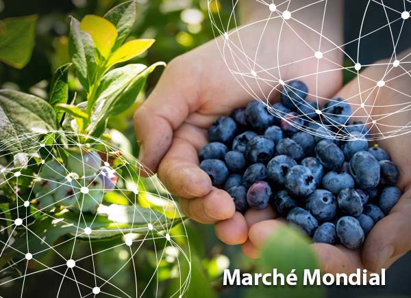 Aperçu du marché mondial des myrtilles