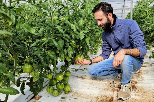 Brackish water intensifies the flavor of tomatoes