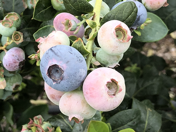 Votre traduction est correcte. Elle signifie que les cultivateurs de myrtilles égyptiens ont pour objectif de créer une industrie de la myrtille compétitive.