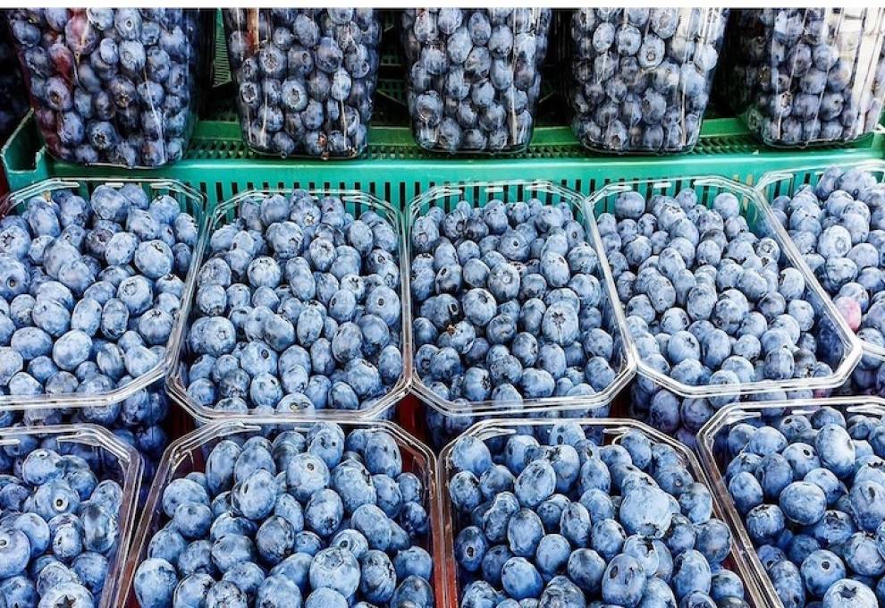 Le Maroc devient le principal exportateur de myrtilles aux Émirats arabes unis.