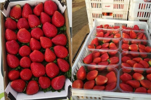 Egypt is poised to surpass the previous season's strawberry export volume