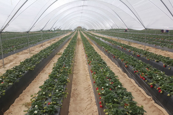 Spanish strawberries maintain market position despite challenges
