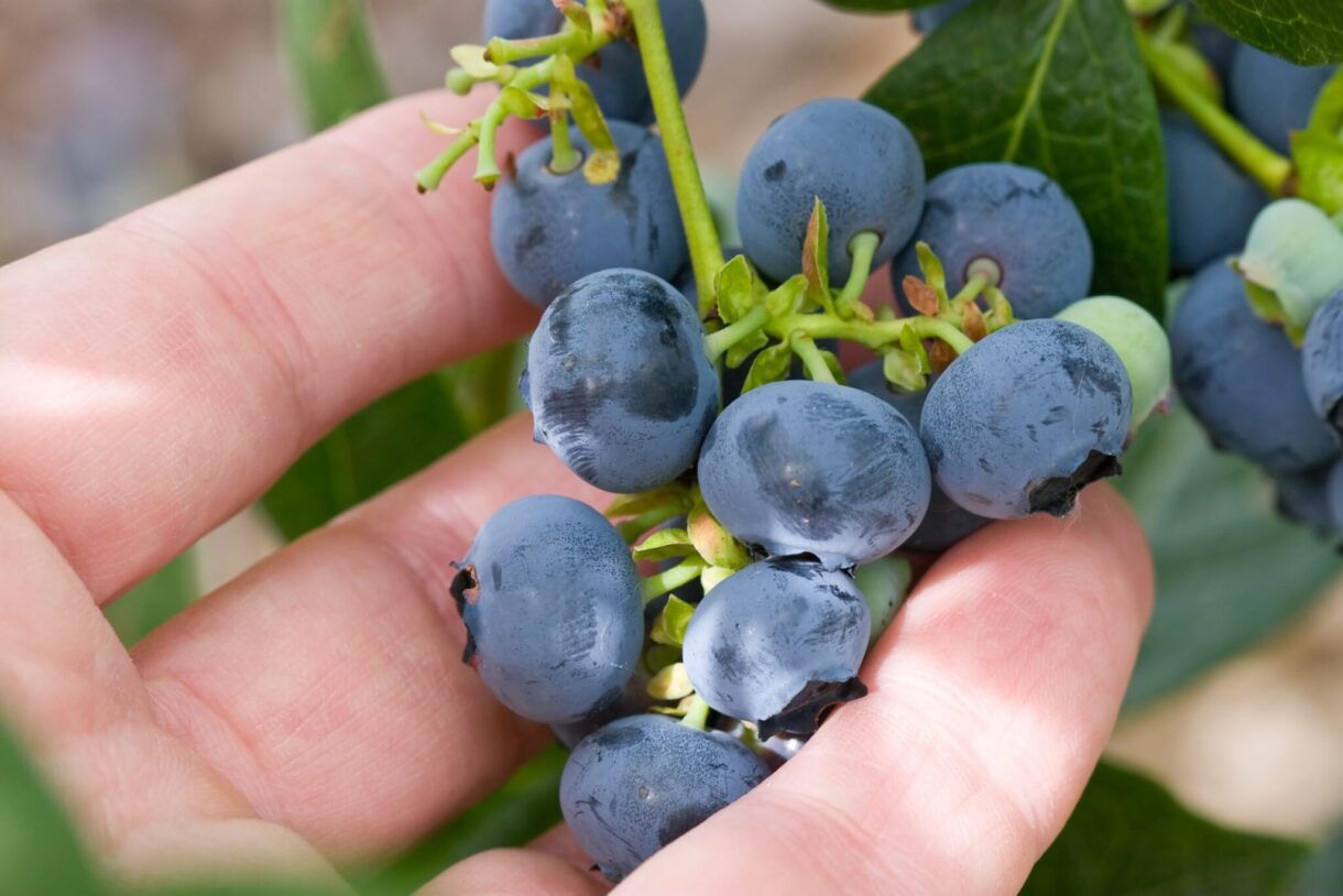 Sustainable growth goals for blueberries: Spain's strategy in Huelva