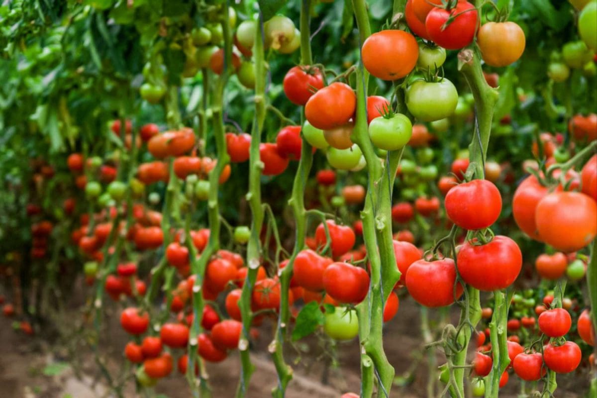 Morocco emerged as the EU's second-largest supplier of tomatoes in 2024