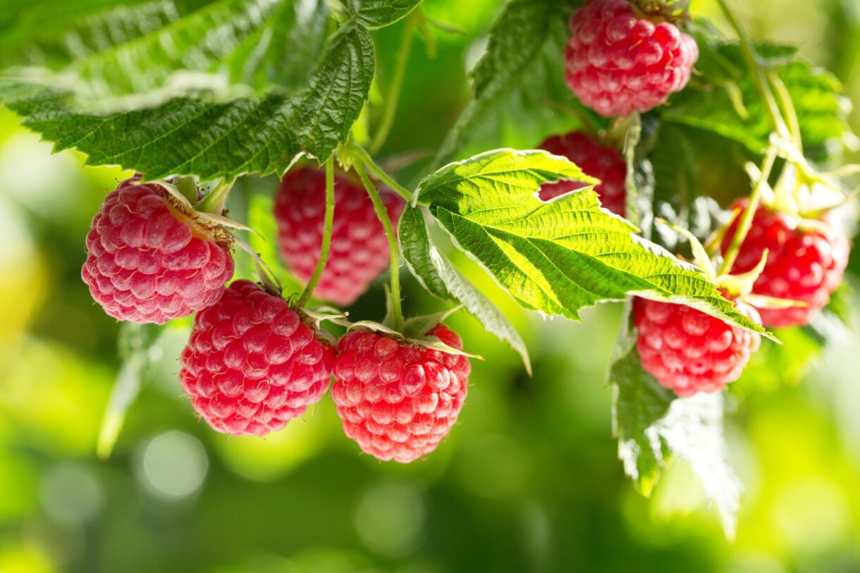 Zawadi Raspberry Gaining Ground in Morocco and Spain