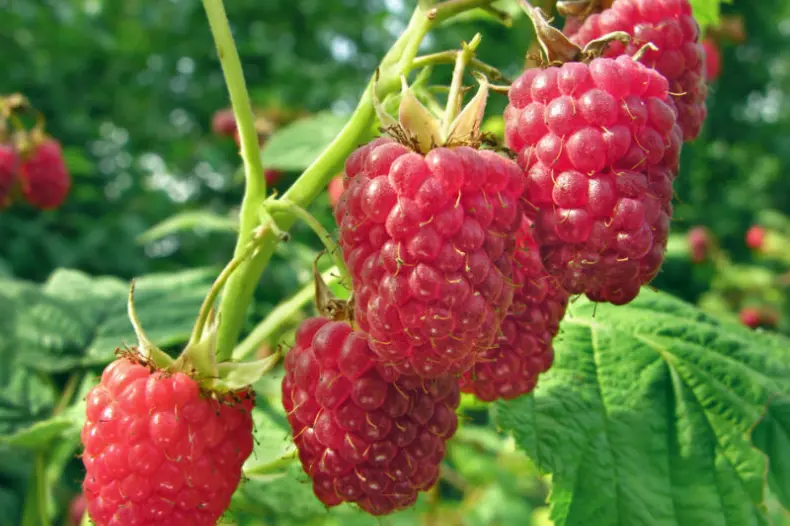 L’agriculture marocaine de fruits rouges résiliente face aux défis saisonniers