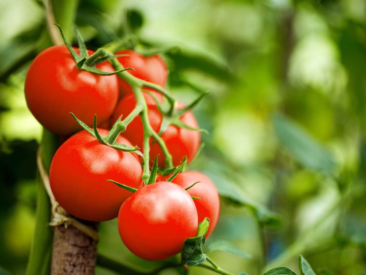 La FPAA demande l'arrêt de l'accord de suspension des tomates mexicaines