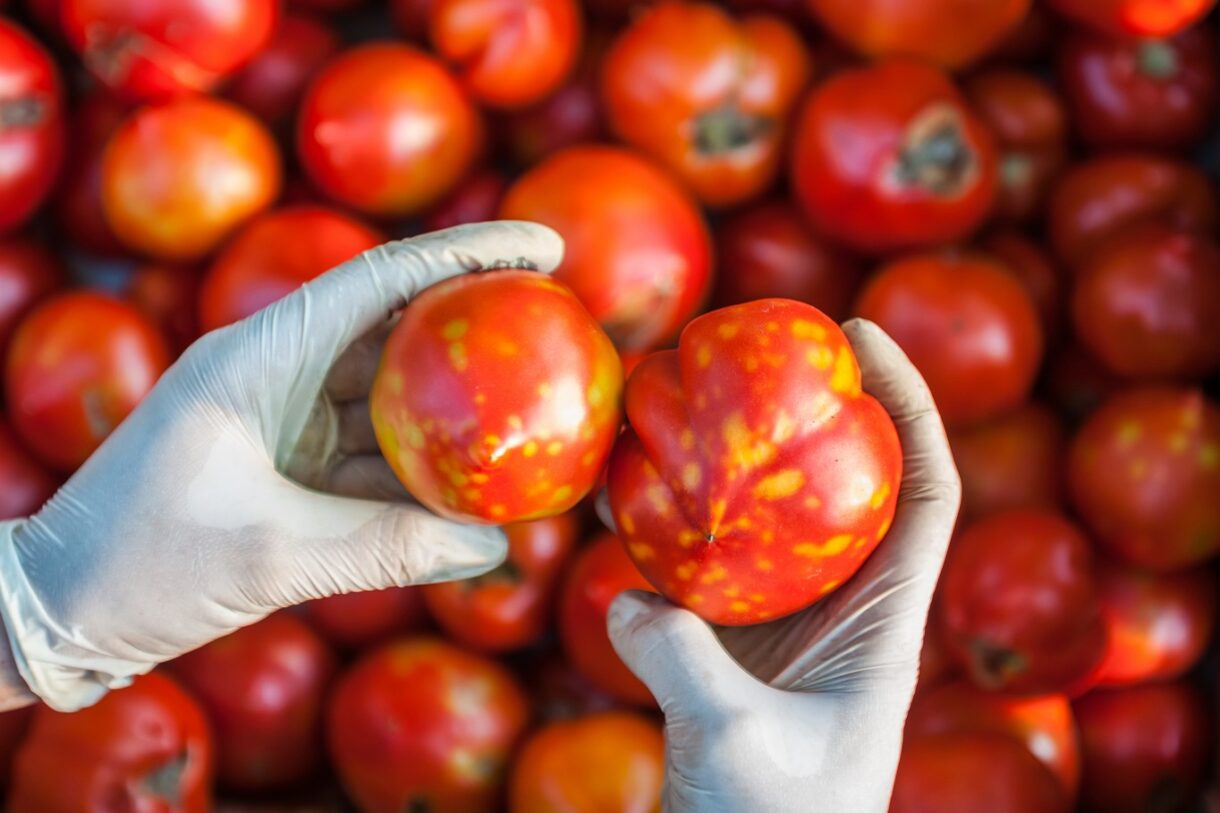 EU acts against Tomato Brown Rugose Fruit Virus