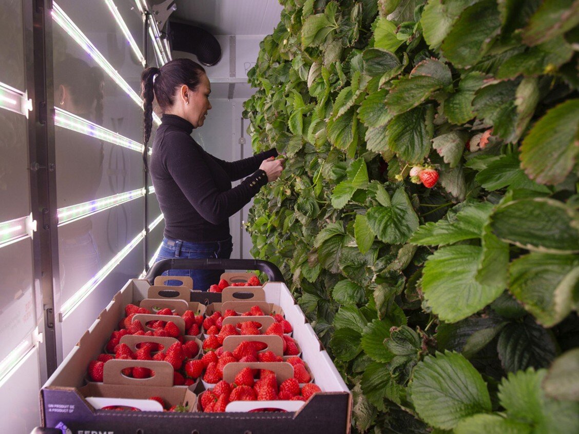 A worker harvests strawberries at a vertical farm in Brossard, Quebec. Plant density per square meter can be up to five times higher than with traditional greenhouse production and 15 times that of field-grown crops.