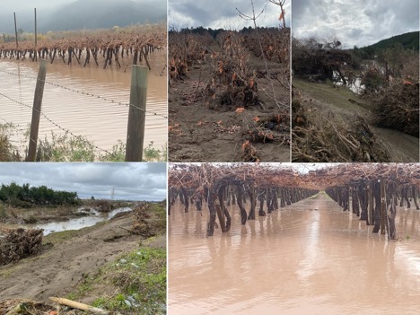 Some images from Orozco showing the flooding and damage to table grape orchards.